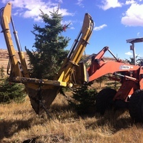 Nursery Trees, Transplanting, Reforestation